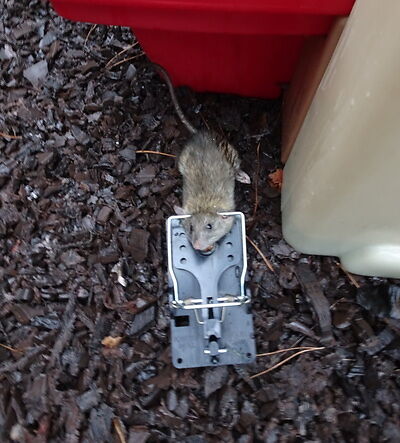 rodent trapping